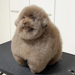 scoobertcto tweet media