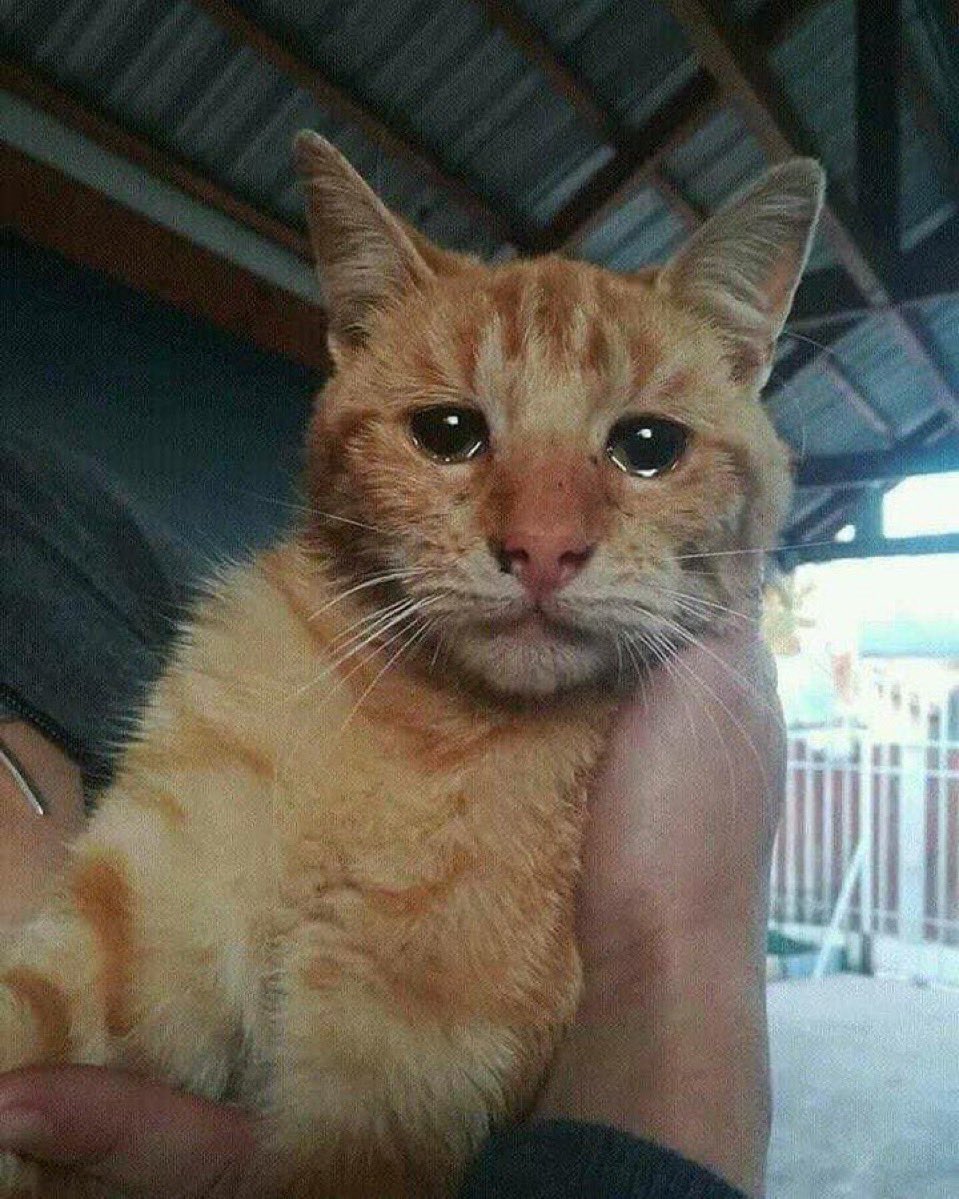 この猫は捨てられ、救出された数分後の写真です😭🥺