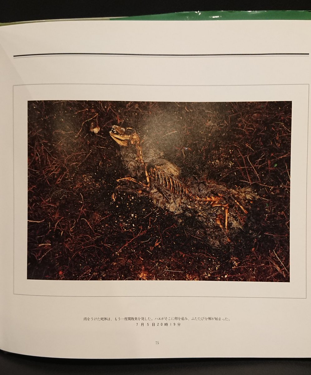 Book_Genshisha's tweet photo. 宮崎学『死』。野生動物が死んだ後、ハエがやってきて、タヌキが現れ、蛆が卵からかえり眼や鼻、口、肛門から体内に侵入していき、その死骸をタヌキが貪り食い、ネズミがやってきて、鳥が来て、白骨を雨が洗うまでを捉えています。「輪廻転生」を撮影しています。書肆ゲンシシャにてご覧いただけます。 https://t.co/H9djNlVlNx
