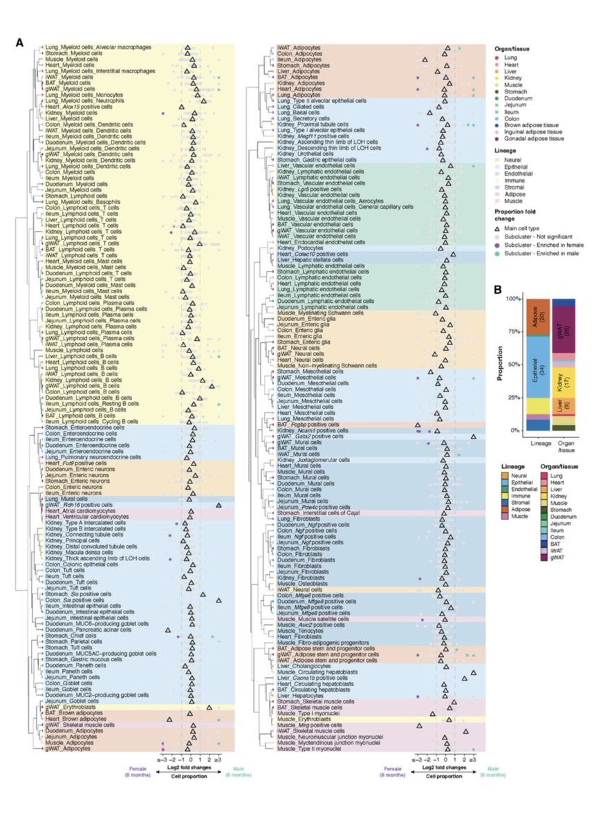 Madam_Mito's tweet photo. A panoramic view of cell population dynamics in mammalian aging;

https://t.co/IUsI0i43Wi https://t.co/GvedS3U0SA