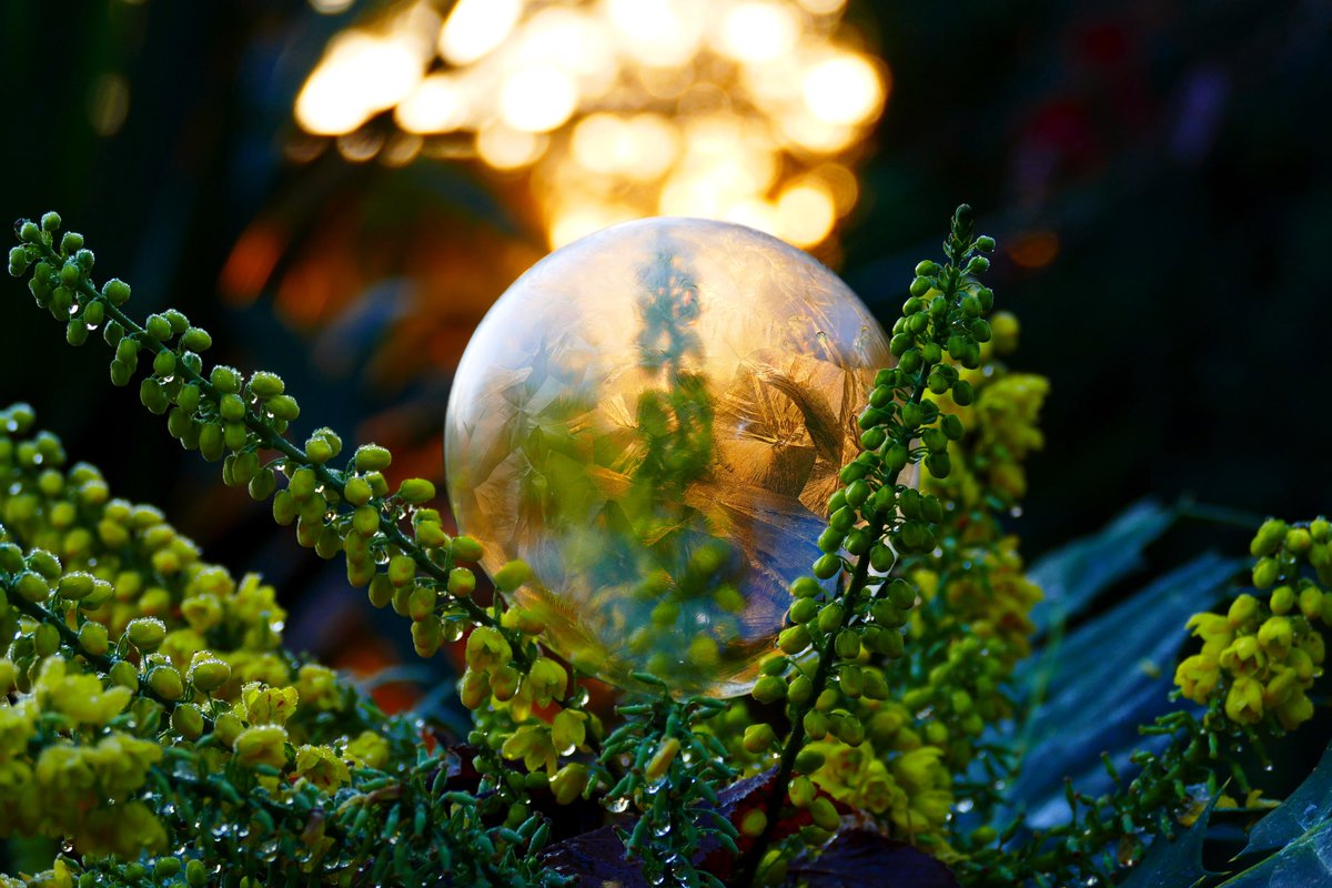James_Akrill's tweet photo. A #FrozenBubble on #Mahonia #Flowers part 3. 😍
@StormHour @SnowbieWx #Flower #FrozenBubbles #IceBubbles #Photography #FrozenBubblePhotography https://t.co/YI2ikuiRwd