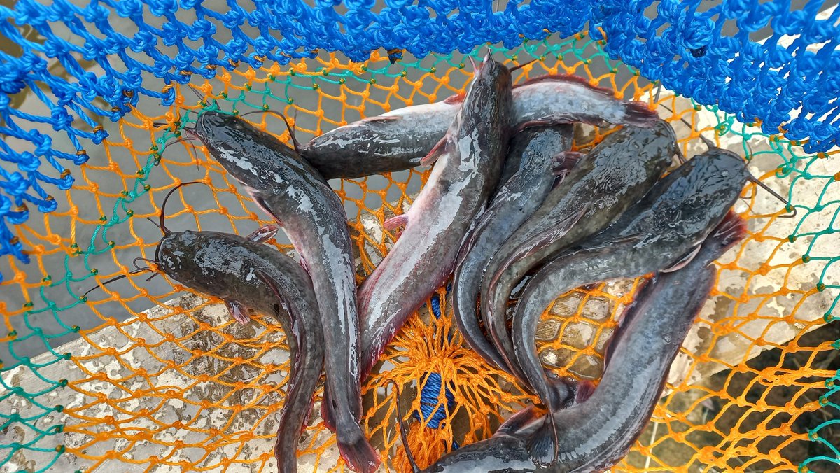 masudianto's tweet photo. Sabtu (30/11), MasUdianto, luhkan #LamTim, mendampingi pokdakan Berkat Tunas Bule desa Gantiwarno kec Pekalongan panen lele uk 8-10/kg sbyk 1200 kg hrg Rp 18500/kg. #GiatLuhkanSatminkalBRPPUPP #luhlapor @ipkanilampung @luhkan_brppupp https://t.co/VkGMC7AT4U
