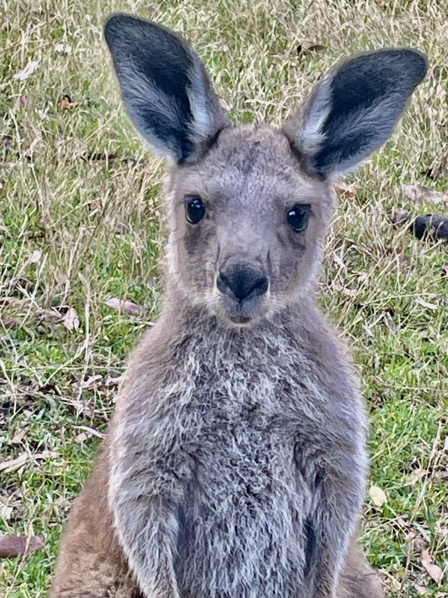 Kangarooei's tweet photo. Goodnight @Kangarooei followers and lovers of beautiful Kangas and Joeys. I realise it’s a hard time for many but if you can help me with a donation to continue caring, rescuing Kangas and Joeys it would be greatly appreciated appreciated. Every day is a struggle. 🦘💕🙏🏼Please. https://t.co/QW8py32wG6