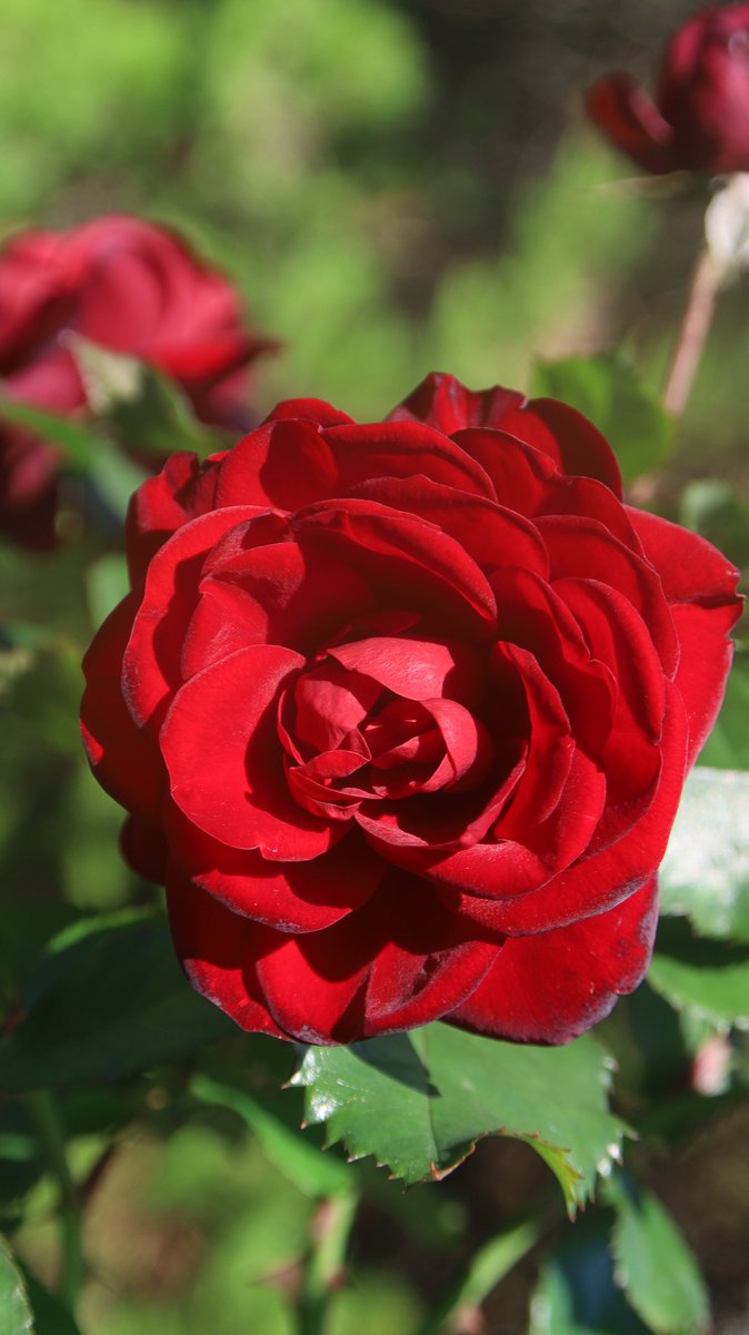 gontanokoneroku's tweet photo. Rose ☺️

#Photography #Flowers #Rose https://t.co/8Vd3JR3zS5