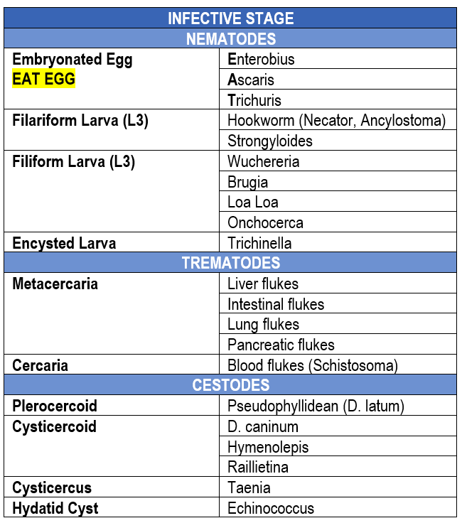 Infective stage