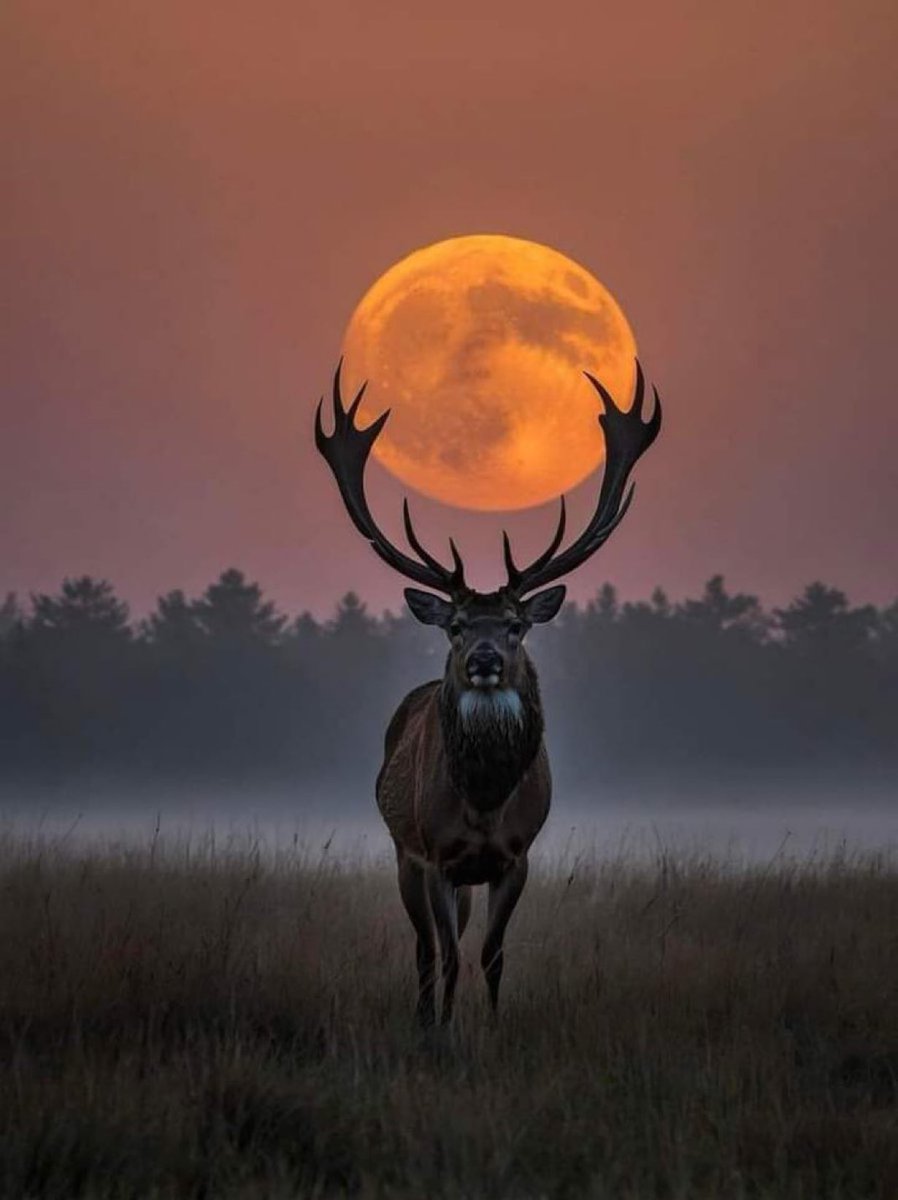 Perfect Moon capture.