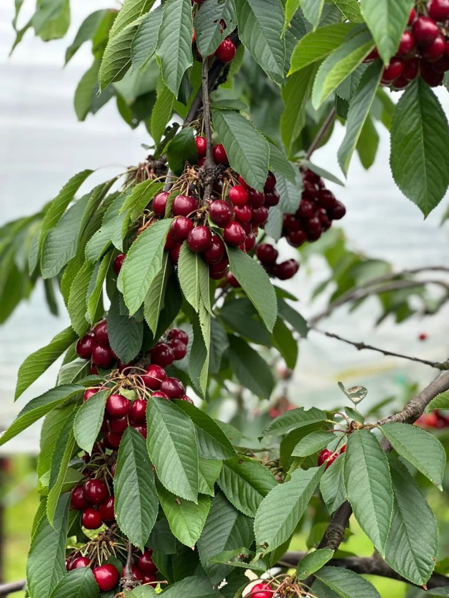 komplex06's tweet image. Chasing winter’s beauty one farm photo at a time. Nature never ceases to amaze!” 📸✨