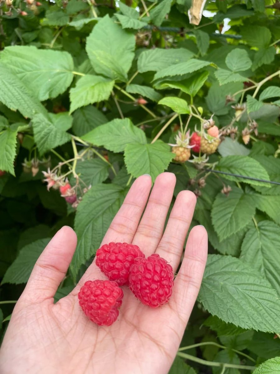 komplex06's tweet image. Chasing winter’s beauty one farm photo at a time. Nature never ceases to amaze!” 📸✨