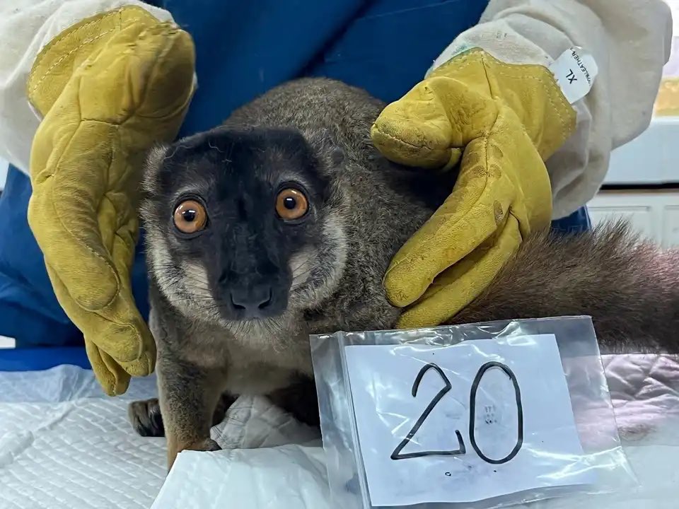 Wildlife photo of the week is this brown lemur which was seized in what the Thai and Malagasy authorities have called ‘the biggest ever operation against wildlife trafficking’.

theguardian.com/environment/ga…