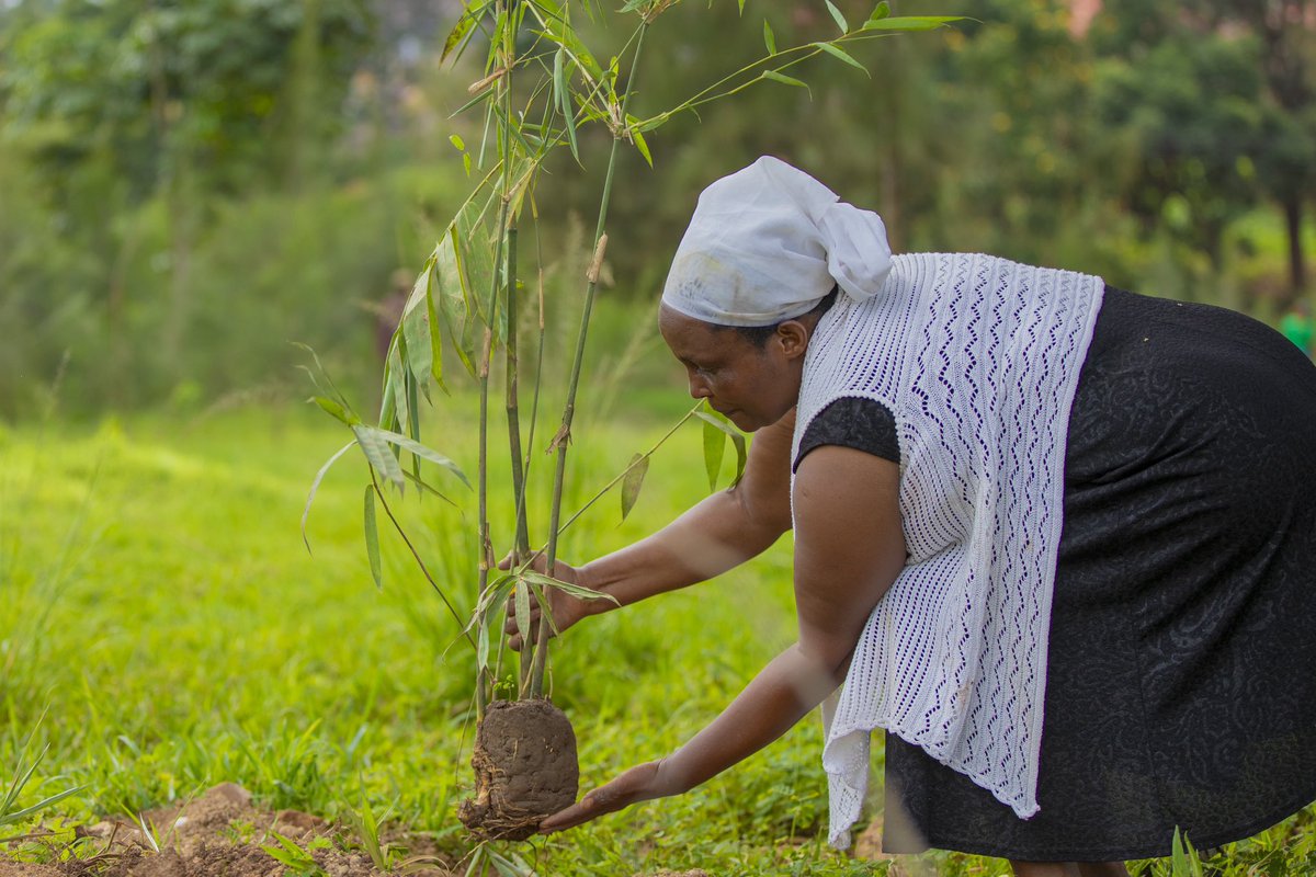 Crystal Ventures Foundation (@foundation_cvl) on Twitter photo Today, <a href="/foundation_cvl/">Crystal Ventures Foundation</a> is planting 3,000 trees in collaboration with <a href="/ISAROEconext/">ISARO Econext</a>, <a href="/CityofKigali/">City of Kigali</a>, and the Nyandungu community. It’s more than planting—it’s about nurturing a greener Kigali together. #GreenRwanda #Umuganda #Sustainability #RwOX Today, <a href="/foundation_cvl/">Crystal Ventures Foundation</a> is planting 3,000 trees in collaboration with <a href="/ISAROEconext/">ISARO Econext</a>, <a href="/CityofKigali/">City of Kigali</a>, and the Nyandungu community. It’s more than planting—it’s about nurturing a greener Kigali together. #GreenRwanda #Umuganda #Sustainability #RwOX