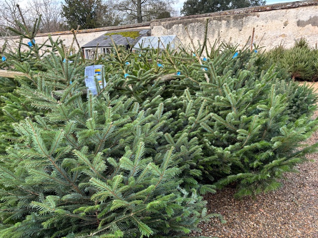 Fresh delivery of beautiful Christmas trees just arrived ready for weekend!
#shoplocal #trees #Christmas #weekend