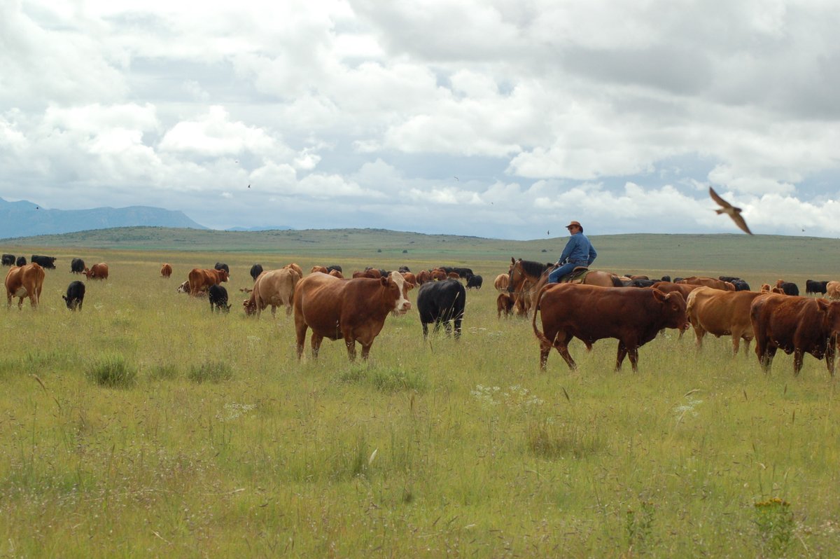 Bird Conservancy of the Rockies tweet media