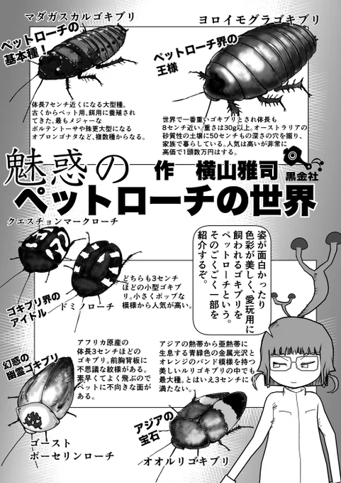 魅惑の愛玩ゴキブリ「ペットローチ」の世界
#クック先生の動物講座 #昆虫 #ゴキブリ #昆虫MANIAC #イラスト #お絵かき #G 
