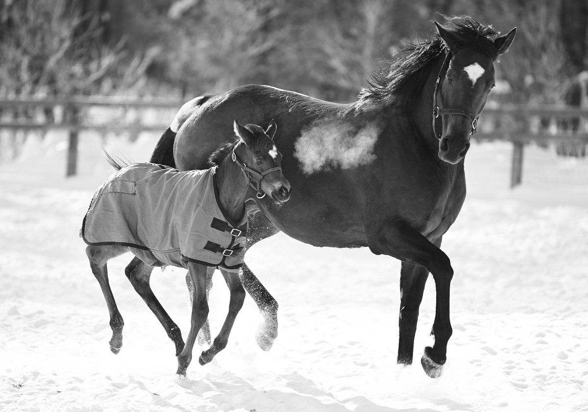 shiraoifarm's tweet photo. おめでとうございます！
11/30 中京 5R 2歳新馬 1着 フィングステン（生後10日目） https://t.co/w9c2m6uhUe