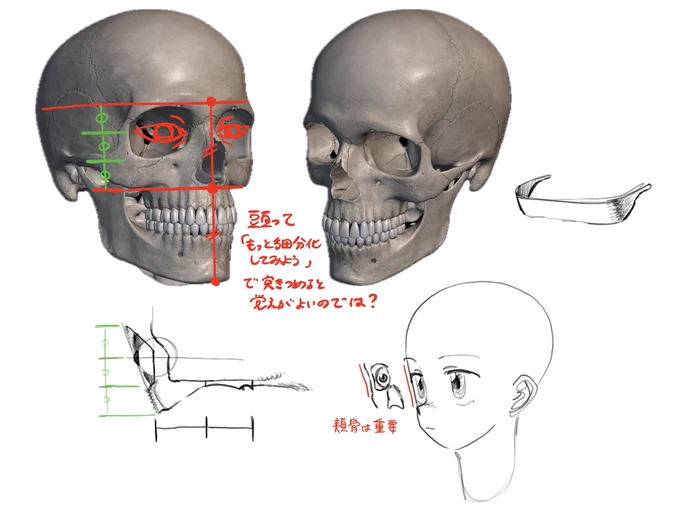 未だに顔の筋肉の勉強に進めていない 