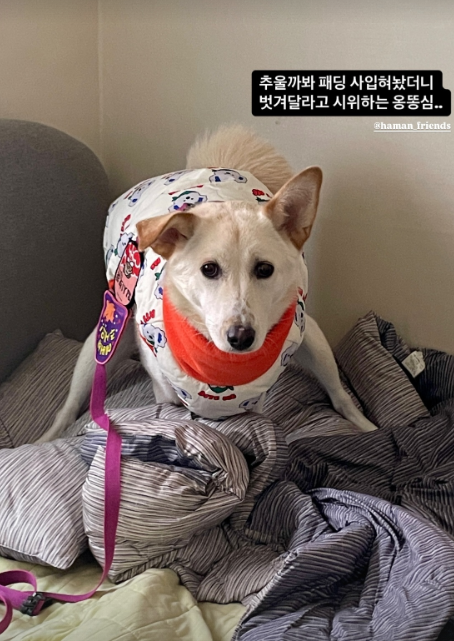 erthjkcvb's tweet photo. 옹심아 밖에 추워...

#입양홍보 #함안길천사_옹심 #AdoptMe #ongshimi https://t.co/mbHmHnmUzH