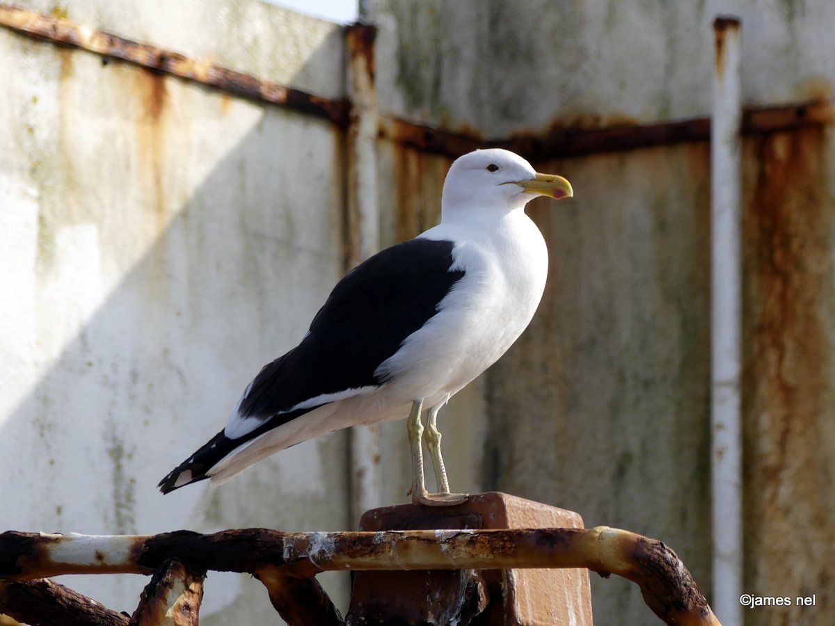 jamesnel's tweet photo. “Sometimes, the best moments come from finding peace in an unexpected place. This seagull knows how to enjoy the calm amidst the chaos of the sea.”  – Predis Ai
#west_coast #south_africa #jamesnel #travel #photography #sooc @YouPic.com/photographer/jamesnel/ https://t.co/BFonSJq2QF