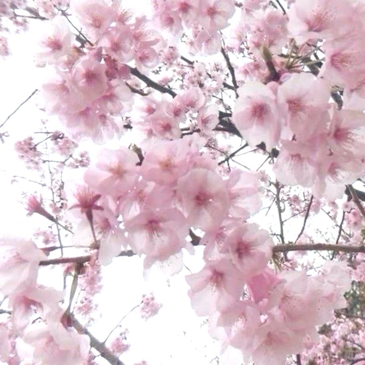 Ariia_🎀❄️ 🍉 tweet media