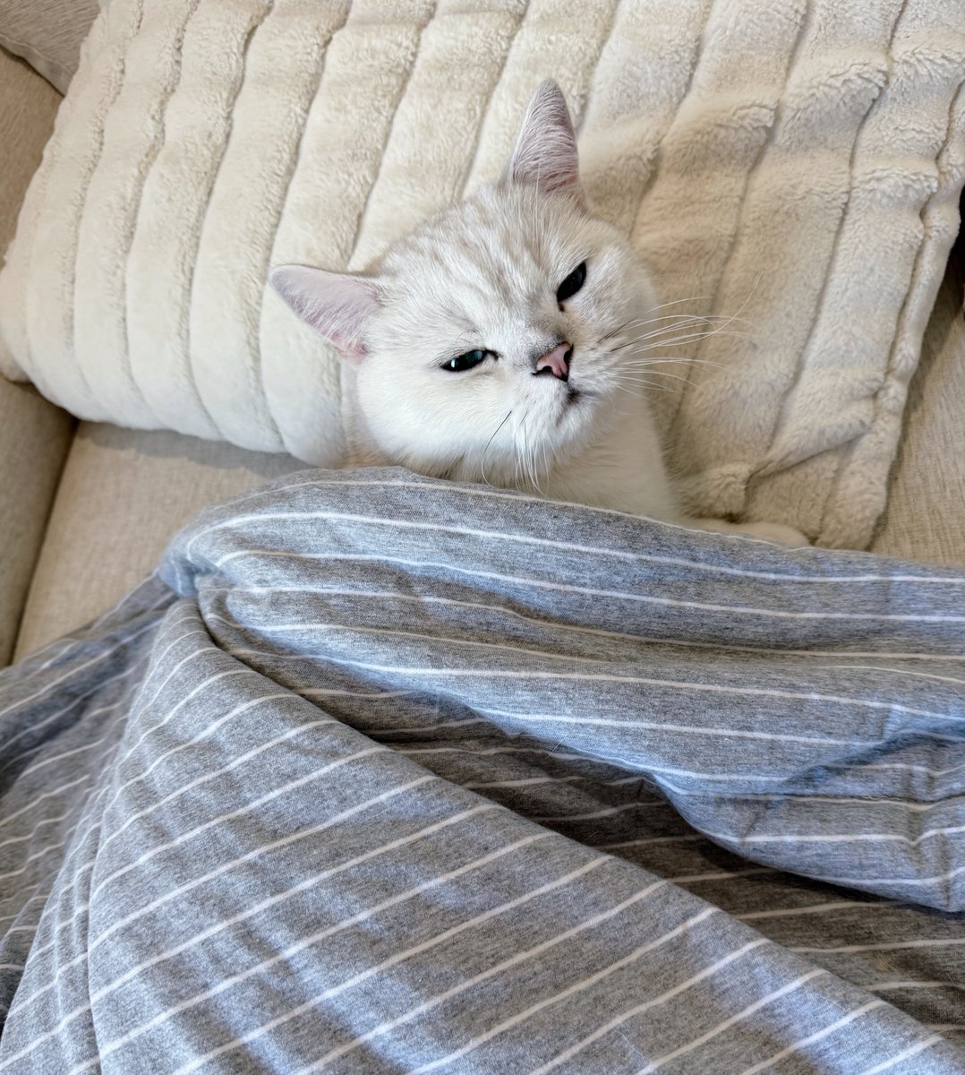 kimbapcat1's tweet photo. ไม่เน้นใช้ชีวิต เน้นนอน https://t.co/wvzQiKlMwK