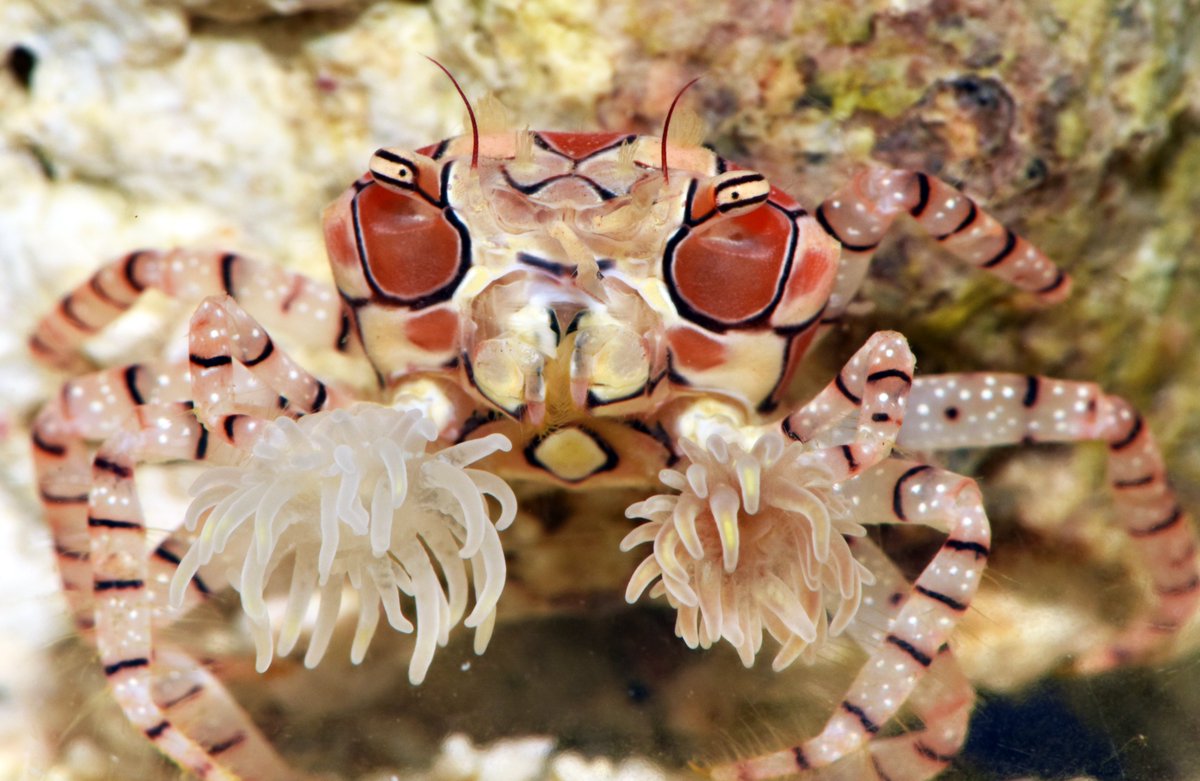 ebikaniaquarium's tweet photo. メッチャ目つきの悪いカニ！
キンチャクガニさん

イソギンチャクを挟んで持ち歩き
敵が来ると振りかざす
というとてつもなくおもしろい行動をするけど、目つきがメッチャ悪い

カニの眼の構造(複眼)を考えるとただの模様だと思われますが、ガンを飛ばすことで威嚇してるのかしら！

不思議だね～！ https://t.co/Ftn0pk4EiT