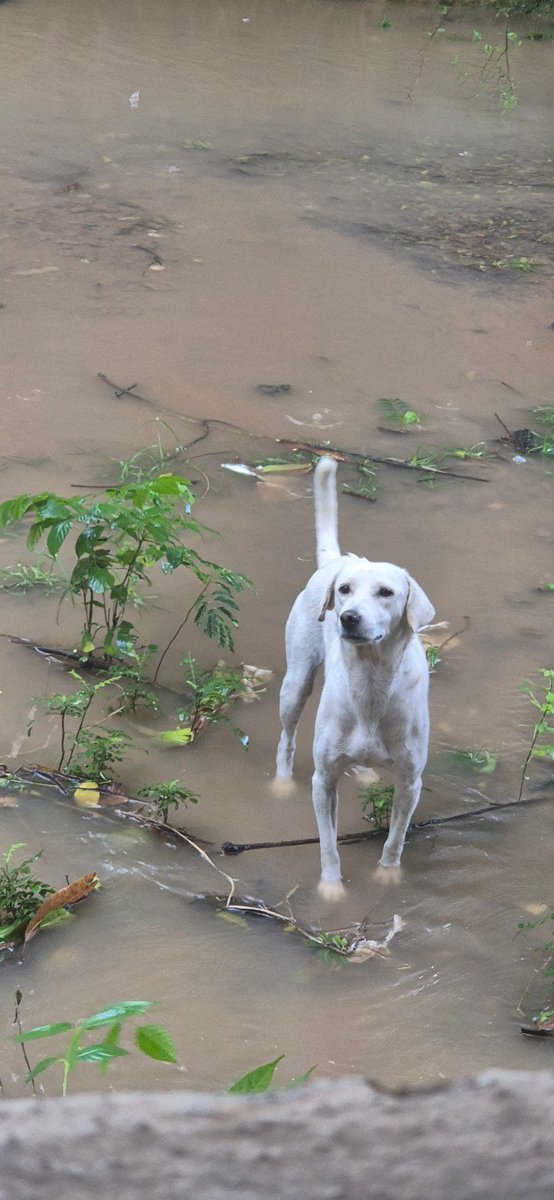 lav_narayanan's tweet photo. Please allow community animals to take shelter in covered spaces. They deserve safety too. 

Help old strays or newly born puppies and kittens if you spot any. Bare minimum shelter, clean water and some warm food if you have the means. 

#ChennaiRains #CycloneFengal https://t.co/eyNazlhOig