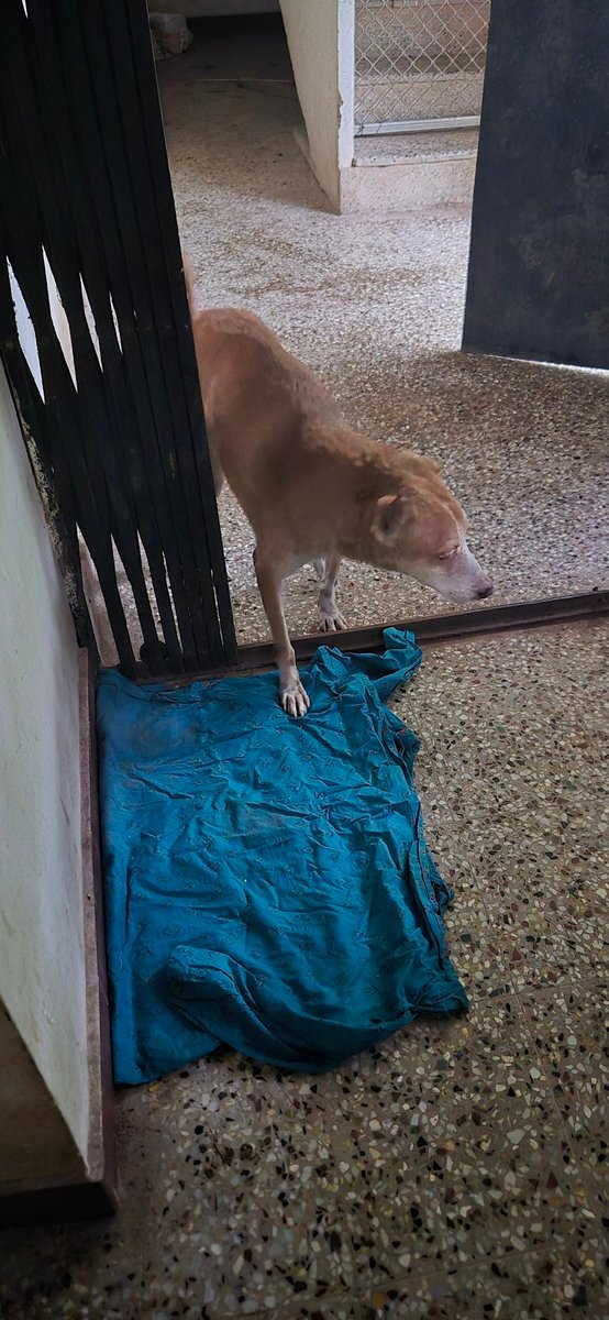 lav_narayanan's tweet photo. Please allow community animals to take shelter in covered spaces. They deserve safety too. 

Help old strays or newly born puppies and kittens if you spot any. Bare minimum shelter, clean water and some warm food if you have the means. 

#ChennaiRains #CycloneFengal https://t.co/eyNazlhOig