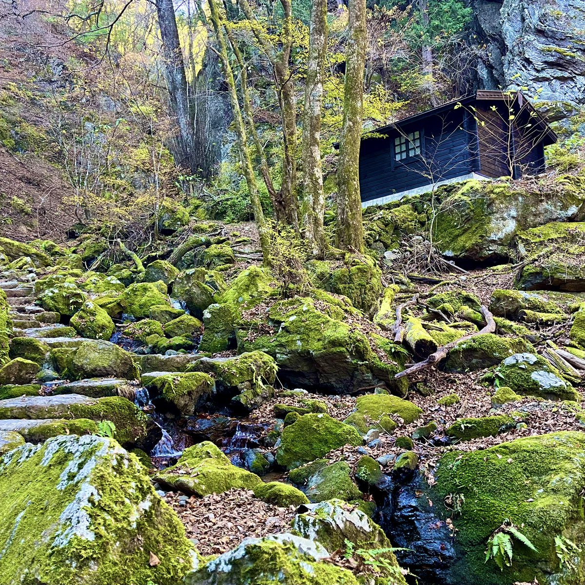 11月は303kmで終了✨本日はみたけ山登山競走の下見ラン•ウォークに🏃‍♂️‍➡️紅葉も間に合いきれいな景色🍁🏔️つくばの疲労も抜けつつあり来週も楽しみです😆✨
#ランニング #月間走行距離 #みたけ山登山競走 #つくばマラソン #紅葉 #御岳山