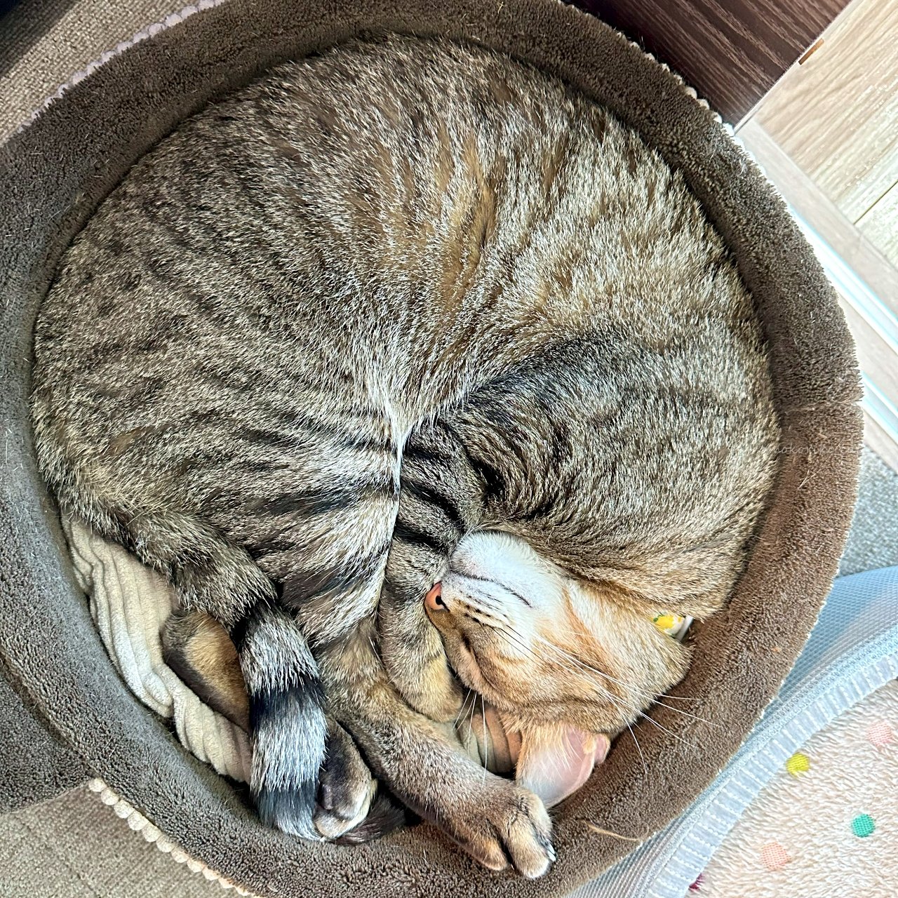 ♡ねむり猫様確認ページ♡ ねむり猫 - البحث / X