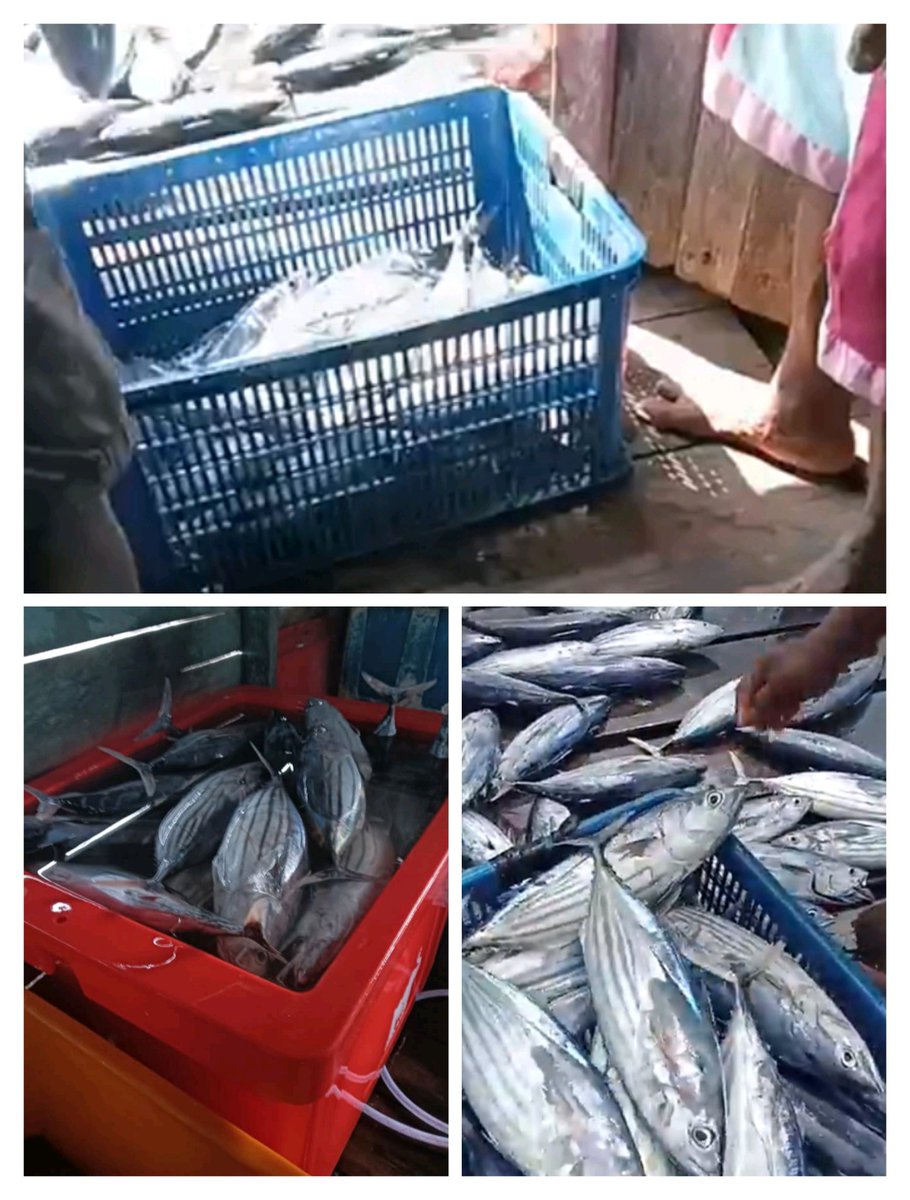 burtidore1's tweet photo. Jumat (29/11/2024),Burhan Samad, Luhkan Kota Tidore, melaporkan  Hasil Tangkap KUB. Dua Putri  Desa Tadupi  Kec. Oba Utara, ikan cakalang sebanyak 200   kg/ Rp. 20.000
#GiatLuhkanSatminkalAmbon
@BP3_Ambon https://t.co/sY9q5ZRPAt