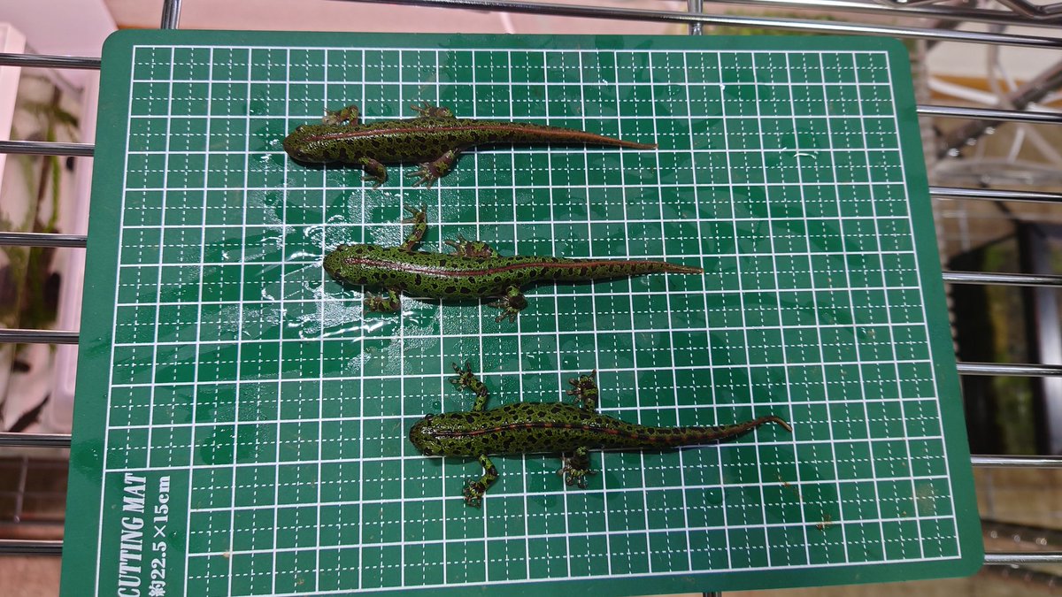 12匹！わけあり2025CBシントラ産マダライモリ幼生 高品質，お得