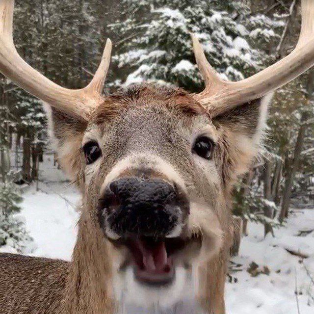 The canines like me cause their chew toys grow from my head