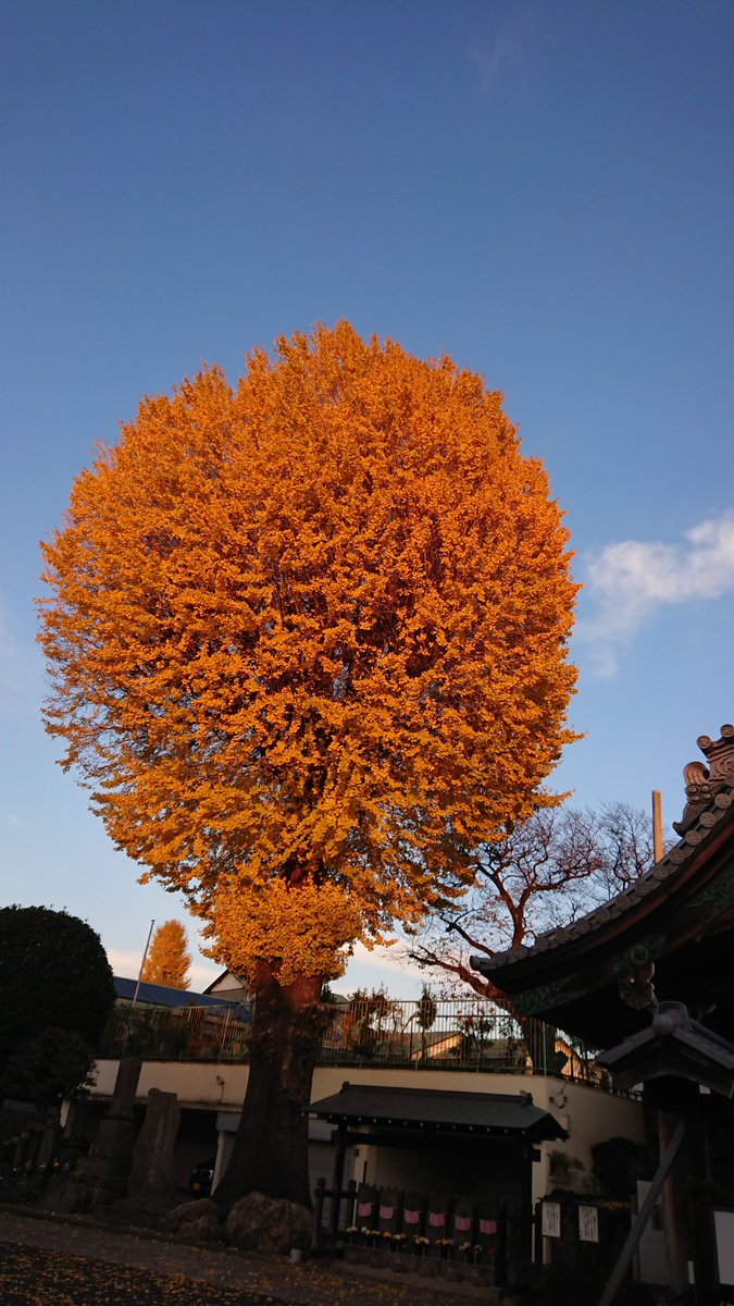 「その高い防火能力もあったからなのか、以前に訪れたお寺さんの銀杏、樹齢700年だと」|SOW＠のイラスト