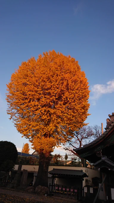 その高い防火能力もあったからなのか、以前に訪れたお寺さんの銀杏、樹齢700年だとか。あまりに立派な茂りっぷりで、まるでそれ自体が巨大な松明のようにさえ感じた。 