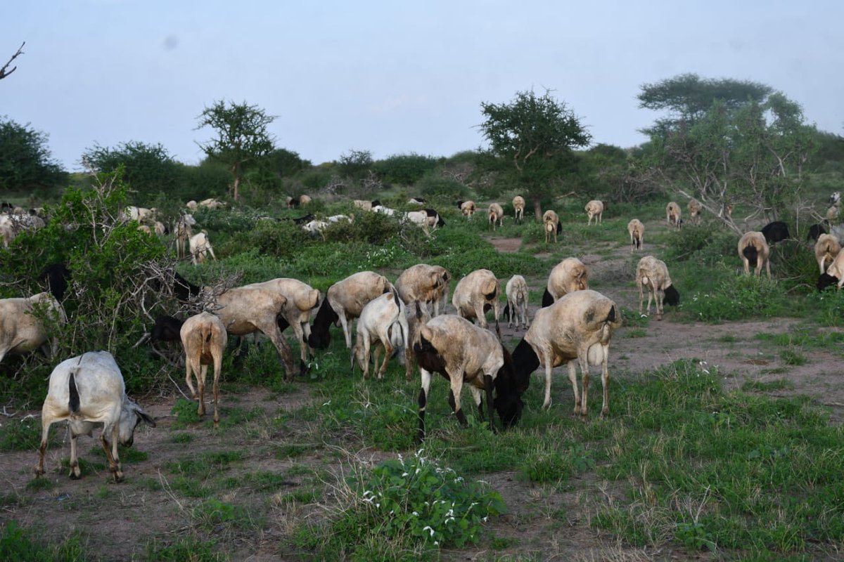hirola_program's tweet photo. 🌧️ The rains are here, and the rangelands are thriving! Regenerated pastures mean less conflict, happier communities, and flourishing wildlife 🦌🌱 https://t.co/PDIKyYiELd