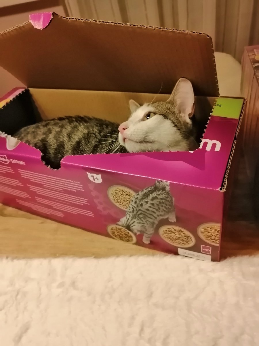 Katzentante123's tweet photo. Guten Morgen euch allen und einen schönen Samstag ☕🍀

Ich bin mir nicht sicher, was DaVinci uns sagen will. 😹💚🐈

Irgendwas mit Werbung 🤷🏼‍♀️

Was meint Ihr? 😉 https://t.co/YLfcLtvGZU