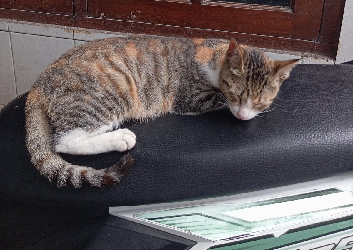 Oups_Meong04's tweet photo. ๐ฑAwhh capek banget habis keluyuran mending Guew tiduran aja di atas motor:)๐น
#Kucingmager
#meongpuspus
#humor https://t.co/fvqmNPsMR1
