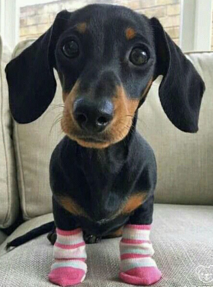 azzurro202's tweet image. New socks 💕

#goodmorning #happyweekend #freetime 
#little #dog