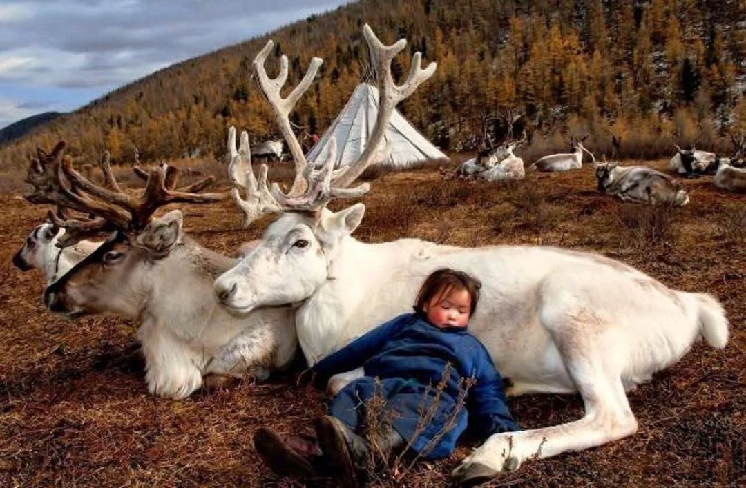 A Mongolian kid sleeping on a Tsaa buga (Reindeer)