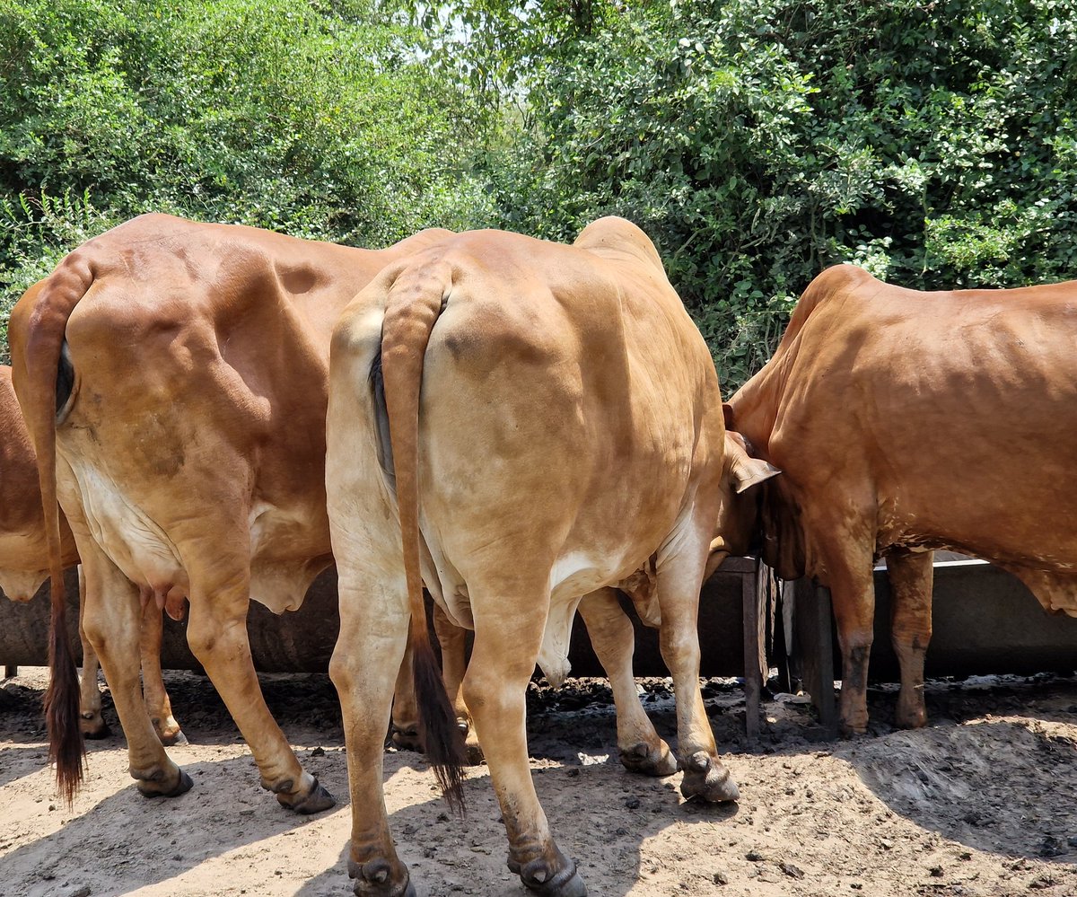Joshua Akandwanaho (@akajosh1) on Twitter photo It feels good to be home, breeding is surely an art β¨οΈππ½ no workstations, sijui computers, potholes, just life π
<a href="/FFarmEstates1/">Frank Farm Estates Ltd</a> It feels good to be home, breeding is surely an art β¨οΈππ½ no workstations, sijui computers, potholes, just life π
<a href="/FFarmEstates1/">Frank Farm Estates Ltd</a>