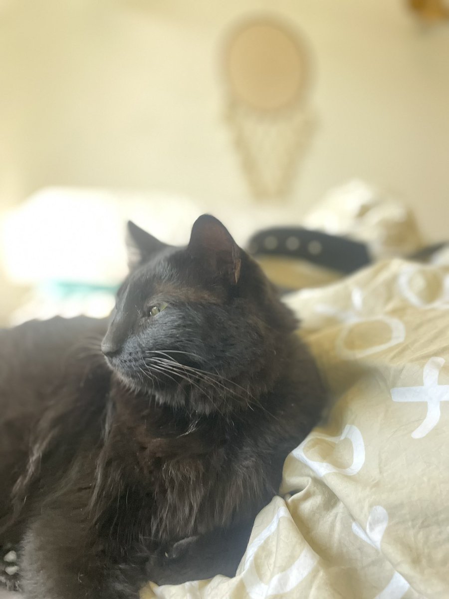 SagitHarel's tweet image. תמונה פוטוגנית של חתול פוטוגני. סטיב המגניב שגם החוץ וגם 4 הנשמות הנותרות שלו הן זהב שחור טהור