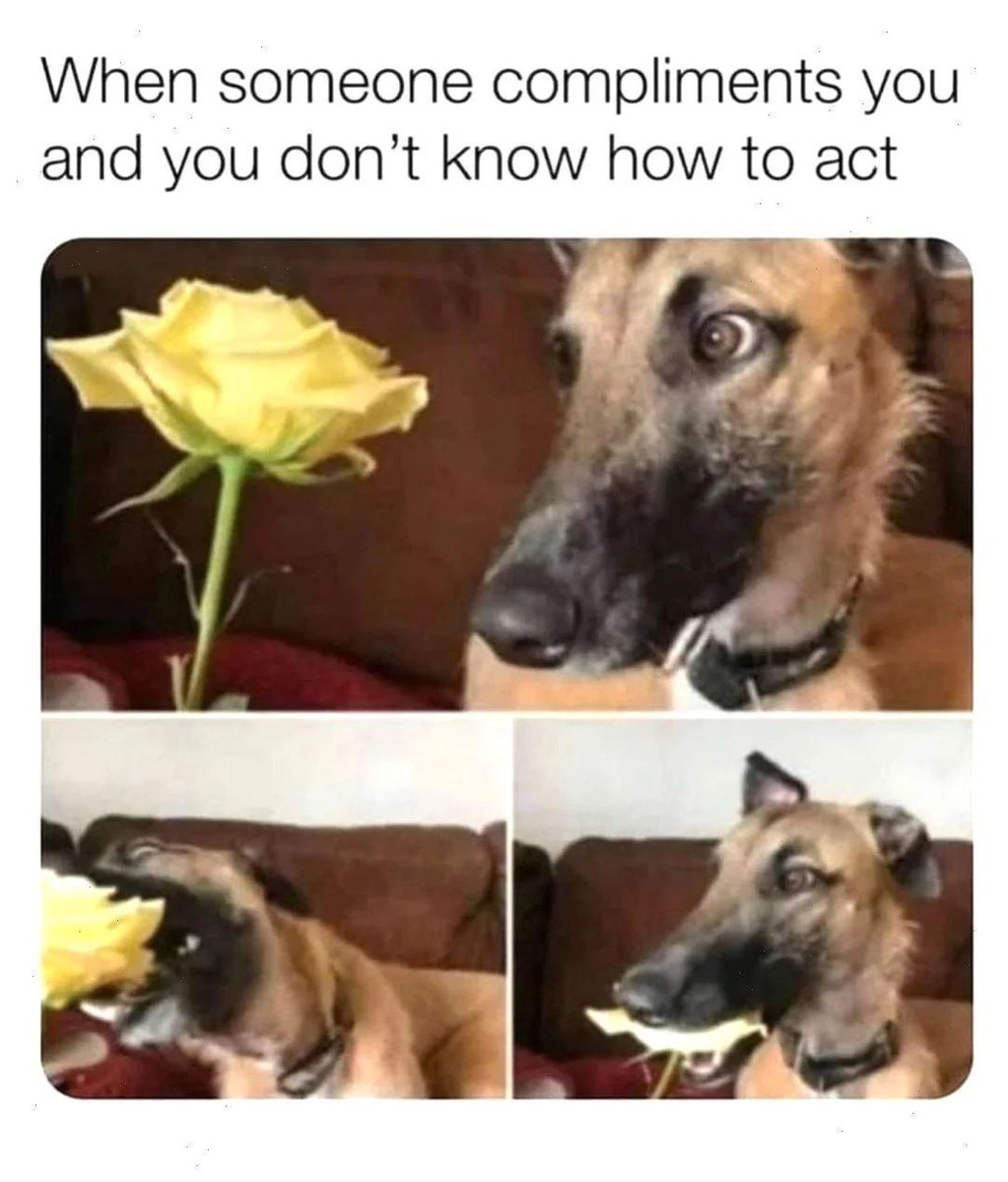 WholesomeMeme's tweet photo. https://t.co/iscRYuRb05