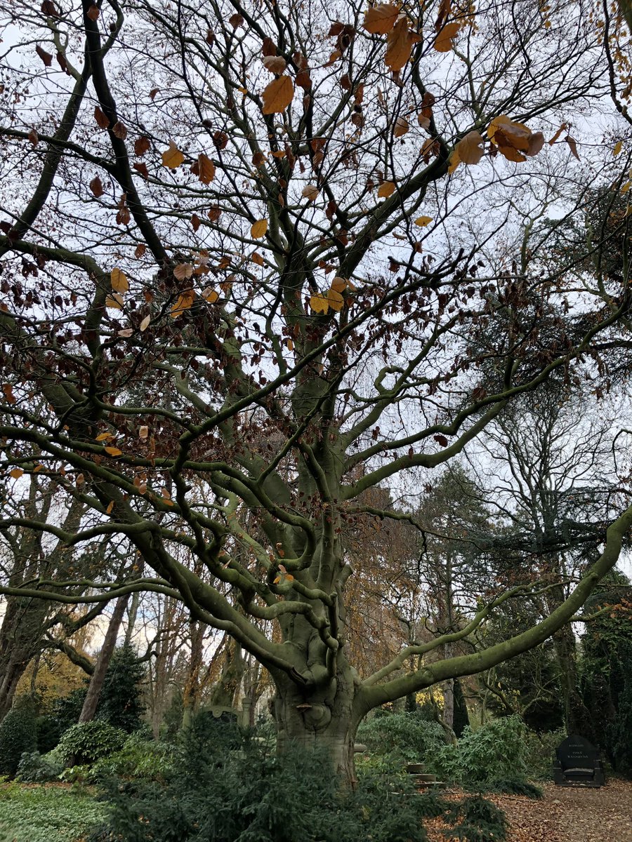 dthta57's tweet photo. Een goede morgen allemaal en mooi weekend gewenst 🙋🏼‍♀️. Deze rode beuk schijnt één van de, zo niet de, oudste boom in Rotterdam te zijn: van 1820. https://t.co/lqokmEBQNP
