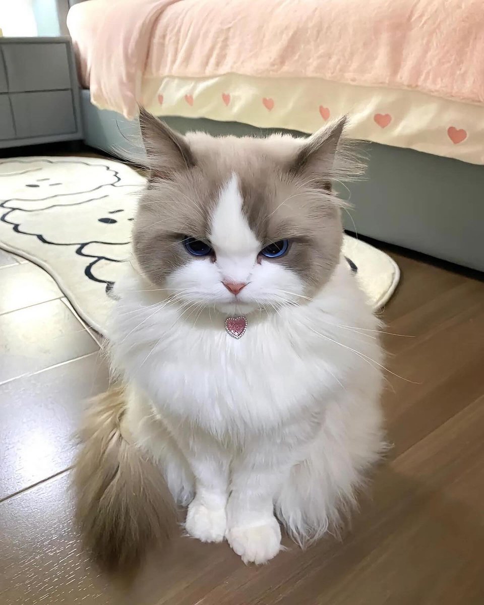 The Cats 𝕏 tweet media
