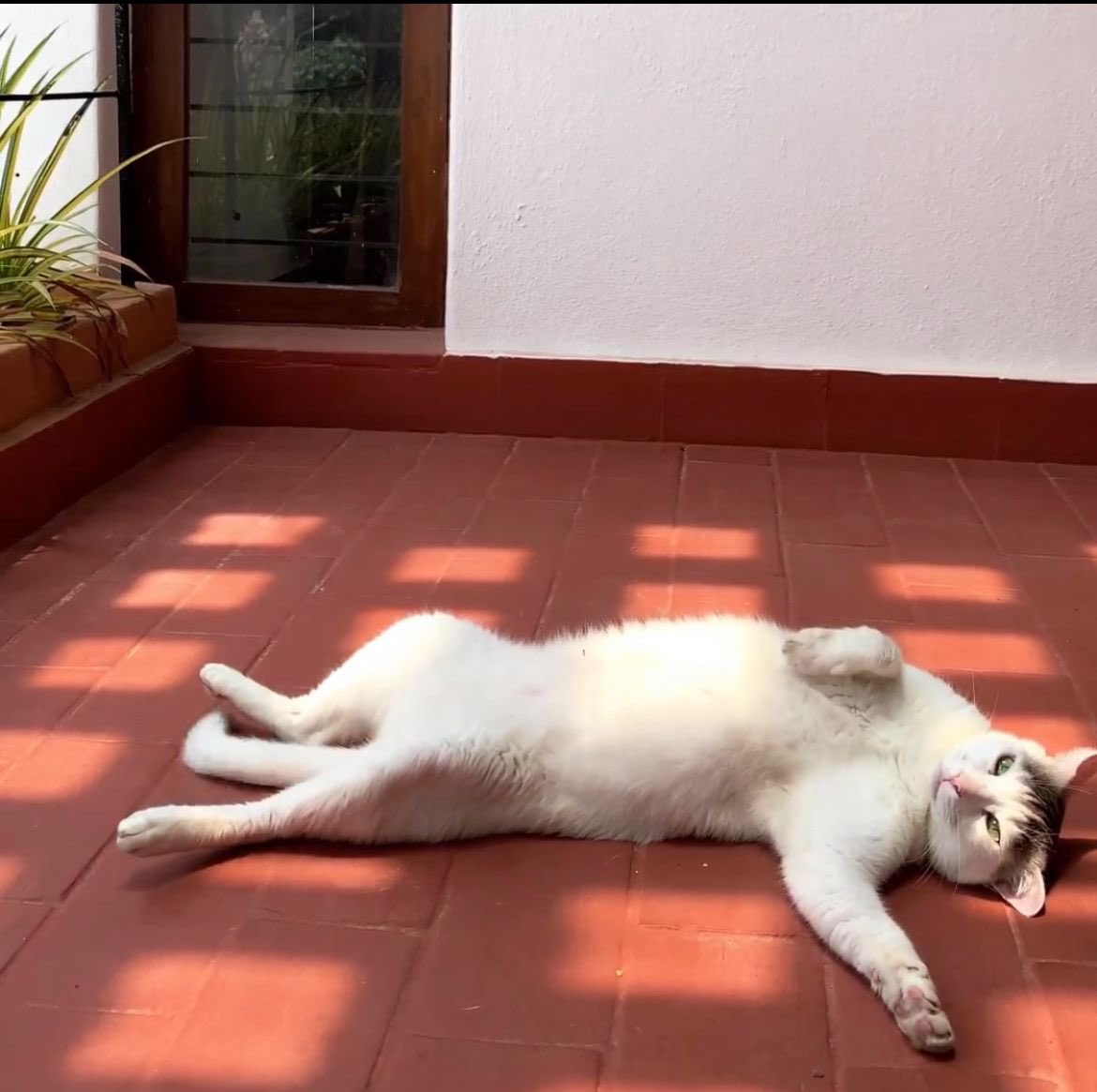 Neil (@neilshroff) on Twitter photo pls help me and <a href="/shroffsays/">Kunal Shroff</a> find 3 roommates to join us in our Indiranagar home on 80ft road:
- 5bedroom-2hall-kitchen
- 5attached bathrooms
- balcony, terrace w gazebo
- full time help and cook
- chill homeowners
- no restrictions
35k/m + 5k/m for the cook — DM if interested! pls help me and <a href="/shroffsays/">Kunal Shroff</a> find 3 roommates to join us in our Indiranagar home on 80ft road:
- 5bedroom-2hall-kitchen
- 5attached bathrooms
- balcony, terrace w gazebo
- full time help and cook
- chill homeowners
- no restrictions
35k/m + 5k/m for the cook — DM if interested!