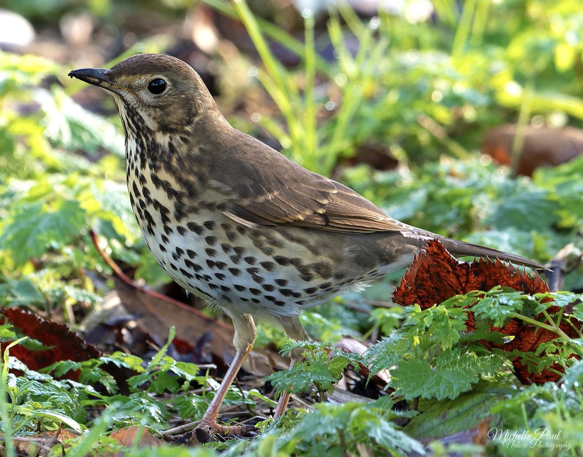 This stunning Song Thrush seemed completely unbothered by my presence! It came within just a few feet of me as it searched through the autumn leaves for food. They have such gorgeous feather detail and a beautiful song! 😍🎶