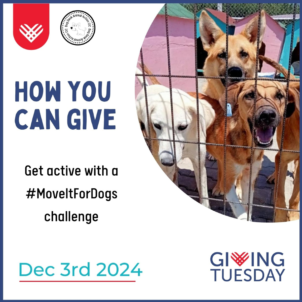 DogDeskAction's tweet photo. Are you wondering how you can support our work saving the stray dogs of Turkey?
If so look out for our posts this week!
You could do a #MoveItForDogs challenge.ย
So far we have had supporters doing just about every physical challenge you can think of. You set your challenge type & fundraising target. You get your own fundraising page too!
Find out more here
https://t.co/e4fjtcGZuH
#rescuedogs #straydogs #fundraising #dogs