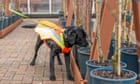 GetMisio's tweet photo. Bark detective: dog trained to sniff out UK tree disease
https://t.co/YKnqluZ2XW 🌳 #sustainability #esg #AIforGood https://t.co/SIUQwbAXz3