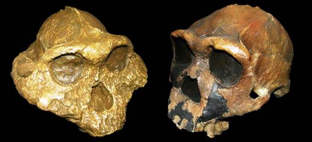 robertosaezm's tweet image. 🚨Humanos y parántropos cruzándose por el camino wp.me/p4Bi9E-3Zx 
#nuevo en #NutcrackerMan