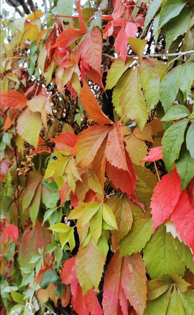 Ultime pennellate d'autunno