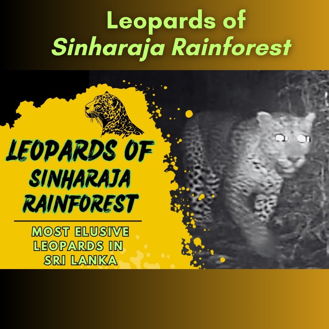TRP1985's tweet photo. In Sri Lanka, leopards are mostly studied in dry zone jungles like Yala or Wilpattu. But, thanks to local conservation organizations, the lives of leopards in the wet zone are revealed. 

Video - https://t.co/9V6iIdV4zy

#srilanka #nature #wildlife #conservation #lka https://t.co/gVw4AAZ9uG